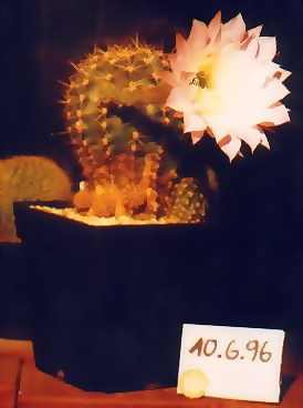 33712700