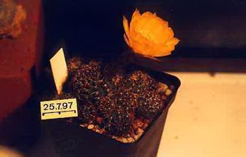 3035fe10