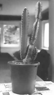 cereus peruvianus 1984 vor dem beschneiden  