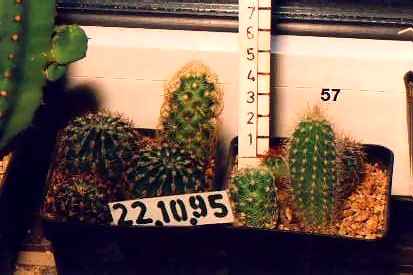 cleistocactus chrunched 
