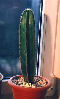 isolatocereus 31.1.99  